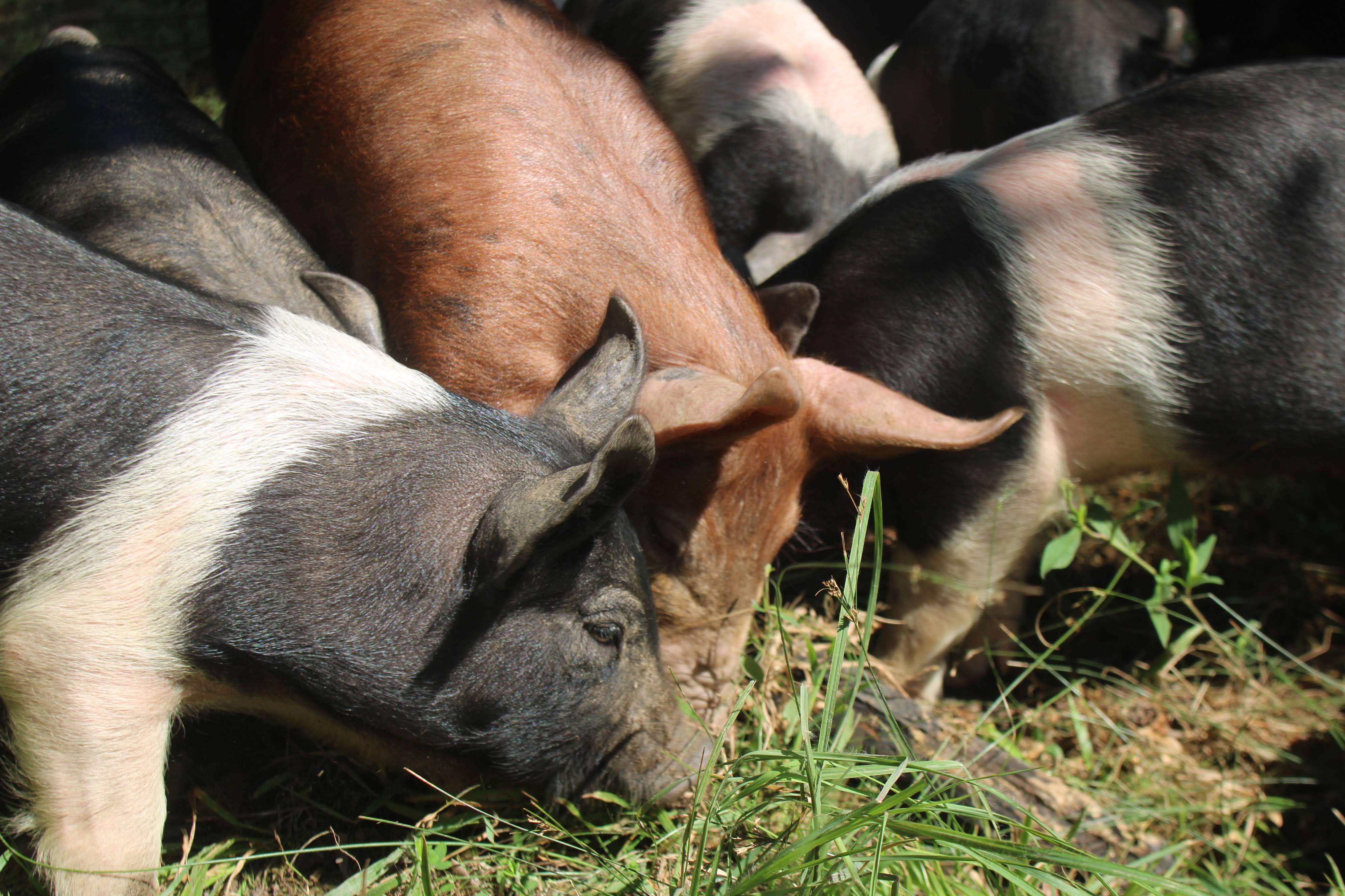 Pannage Pork LLC photo